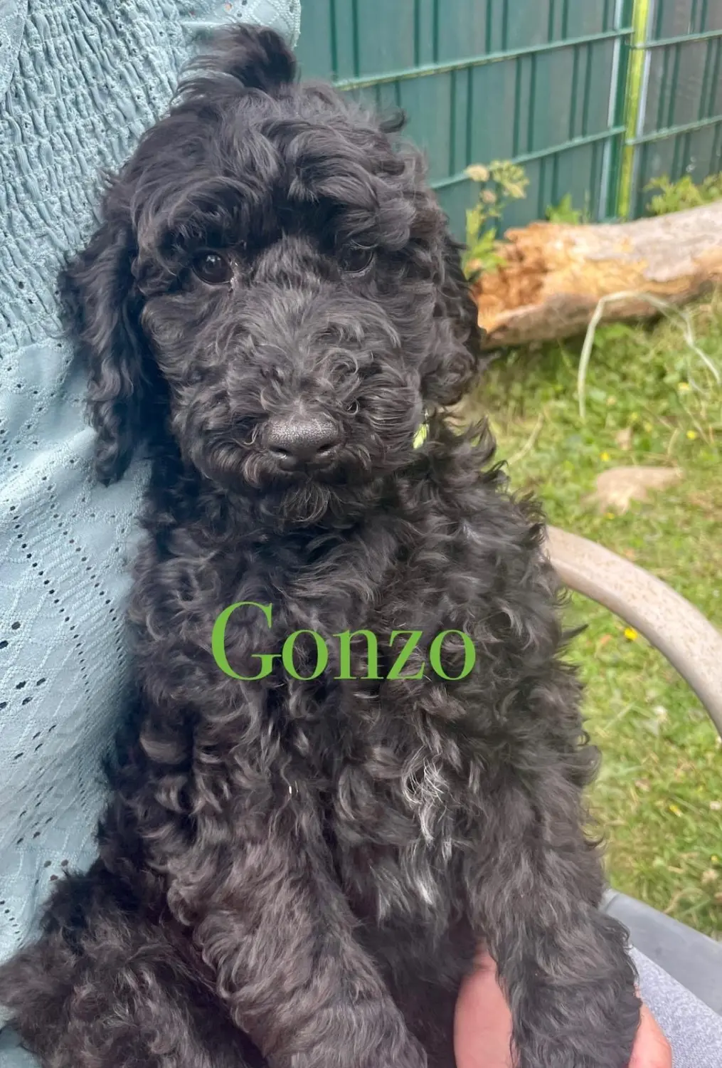 Bolonka Zwetna,Bologneser, Birgitt Dressel , Hundezucht